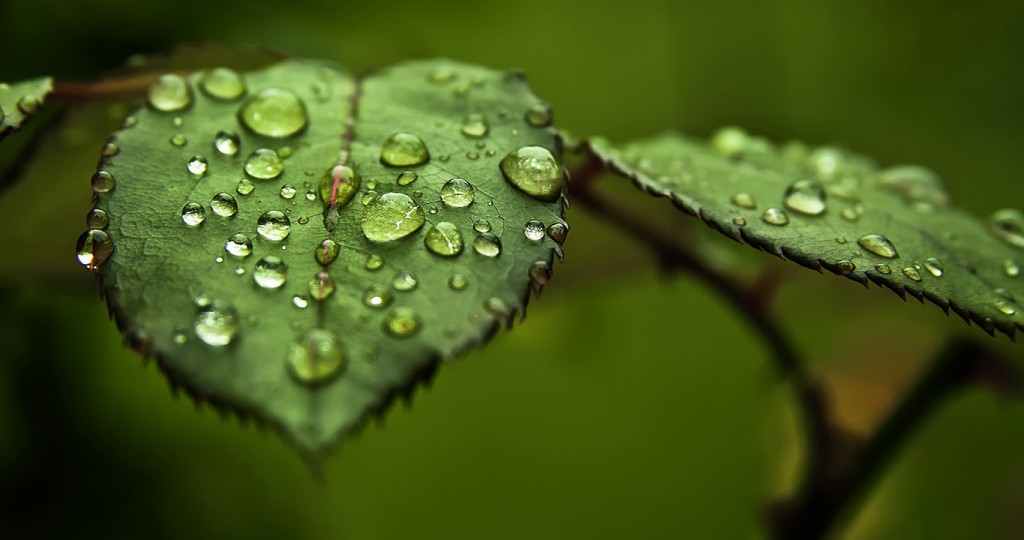 The interplay of biomolecules and water