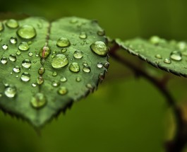 The interplay of biomolecules and water